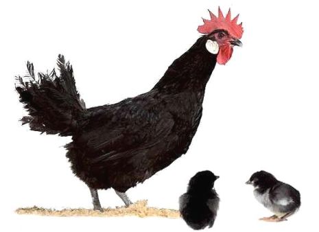 Imagen facilitada por el Instituto Nacional de Investigación y Tecnología Agraria y Alimentaria (INIA).
Fuente: “Razas españolas de gallinas. El programa de conservación del INIA (1975- 2010)”.
Sexo: hembra.