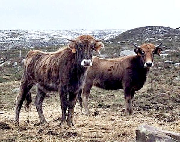 Autor: CENSYRA de Torrelavega;
Año: 2009; 
Sexo: Hembra; 
Comentario: Vacas de la raza Monchina