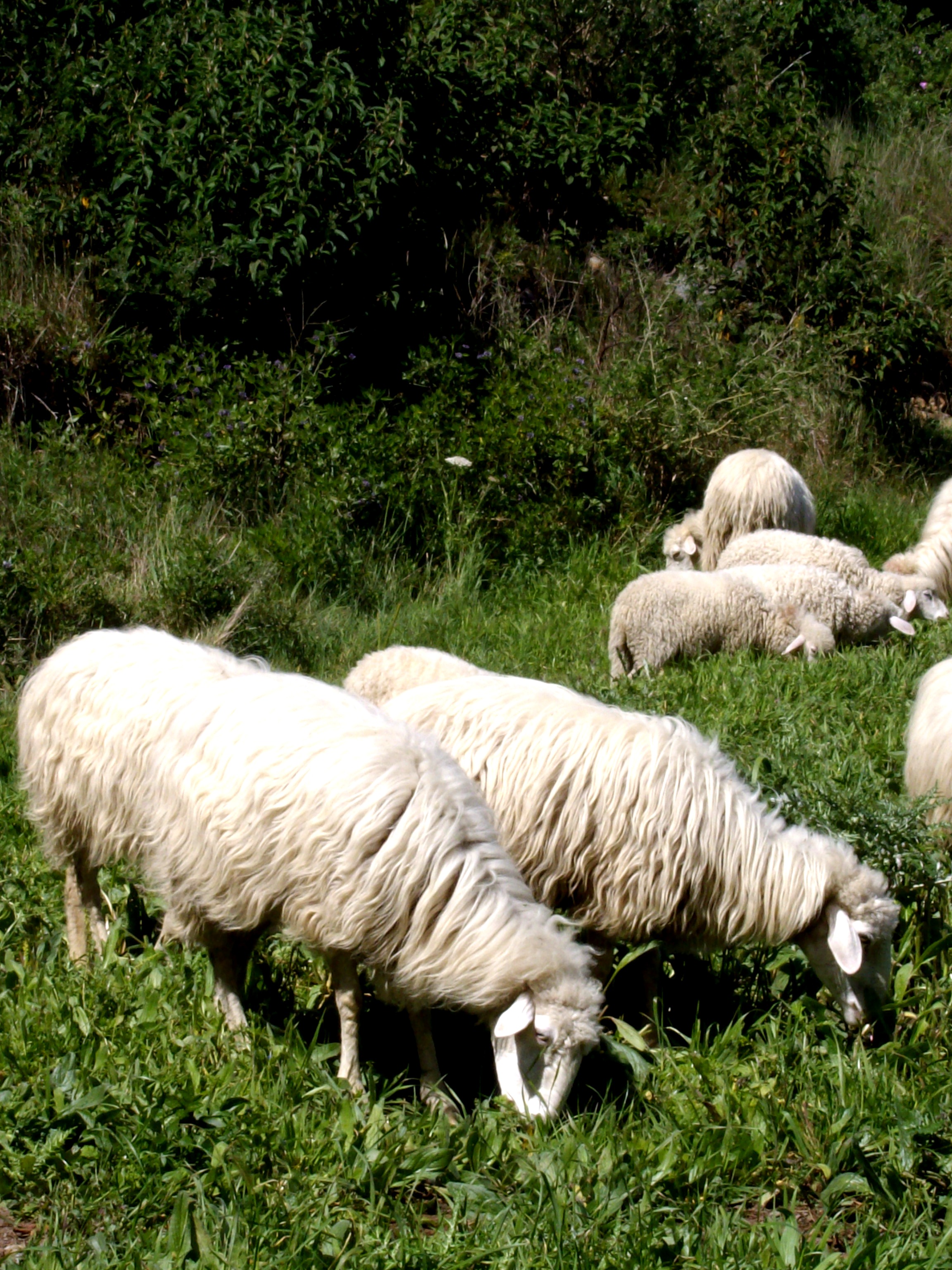 Autor: ASOCIACIÓN DE CRIADORES DE OVEJA PALMERA 
Año:2007.
Sexo: hembras.
Comentario: ovejas sueltas.