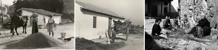Tres fotografias del fondo histórico: 1-Cribado de trigo. Esparza de Galar (Navarra)1953 2-Carromato. Málaga 1953. 3-Pelado de mimbre.Yuste (Cáceres) 1971