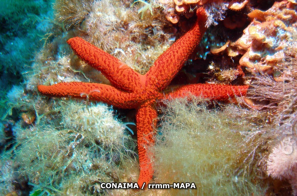 Autor: CONAIMA Titulo: Estrella de mar (Echinaster sepositus)

