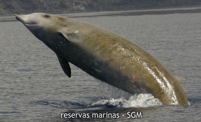 Autor: Natacha Aguilar Título:Avistamiento de cetáceos