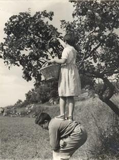 La cosecha del membrillo. Berga (Barcelona). 1953. Autor: Angel Prat Pujol
