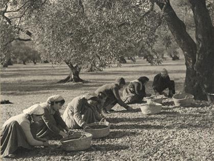 Mujeres recogiendo aceitunas. Localidad:desconocida. 1952. Autor: Eudaldo Pedrola Millan