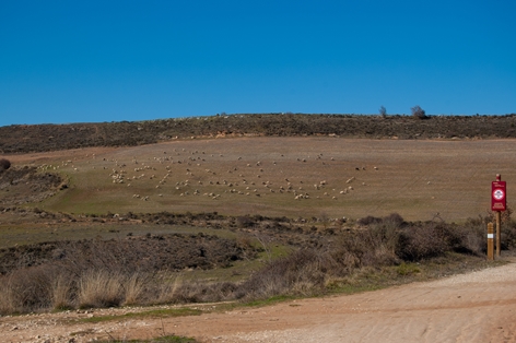 Rebaño ovino pastando próximo al Camino Natural