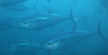 Atún rojoEl MAPA mejora las condiciones de la pesquería de atún rojo en Canarias para la campaña 2021 