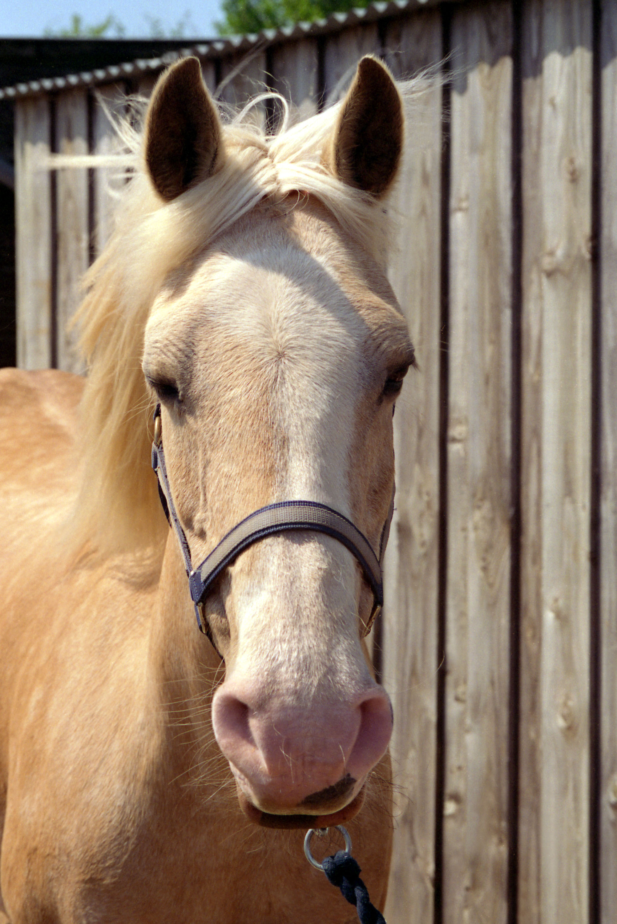 caballo  caballo