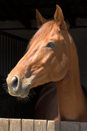 caballo  caballo