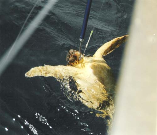 Foto de tortuga liberada con la pertiga NOAA Fisheries