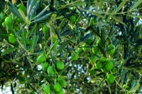 Detalle ramilla de olivo