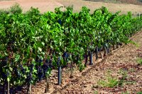 Cultivos de viñas en espaldera